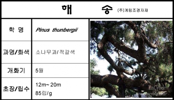 해송-1kg/판매단위