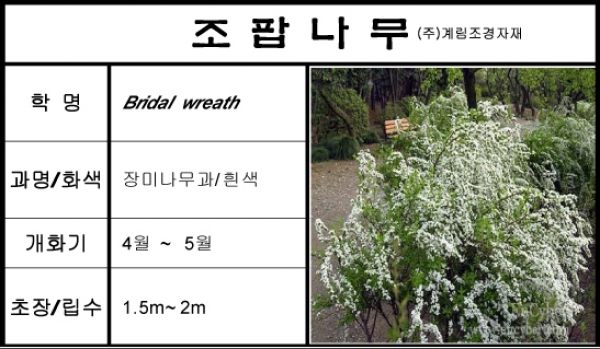 조팝나무-1kg/판매단위