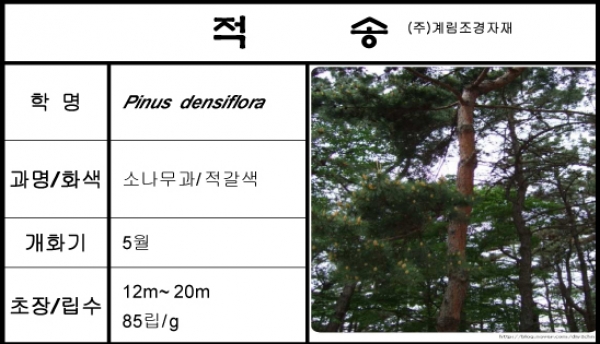 소나무(적송)-1kg/판매단위