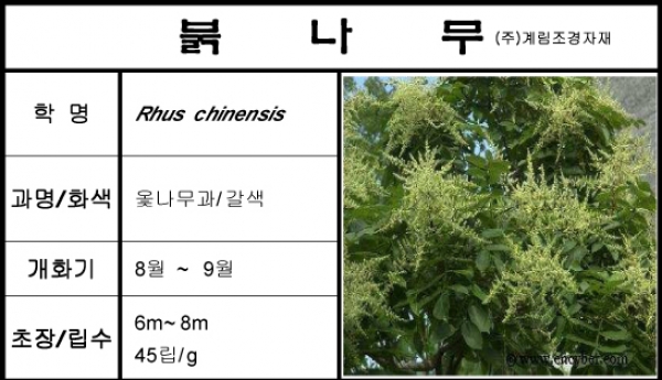 붉나무-1kg/판매단위