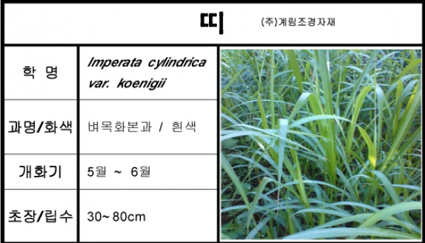 띠-1kg/판매단위