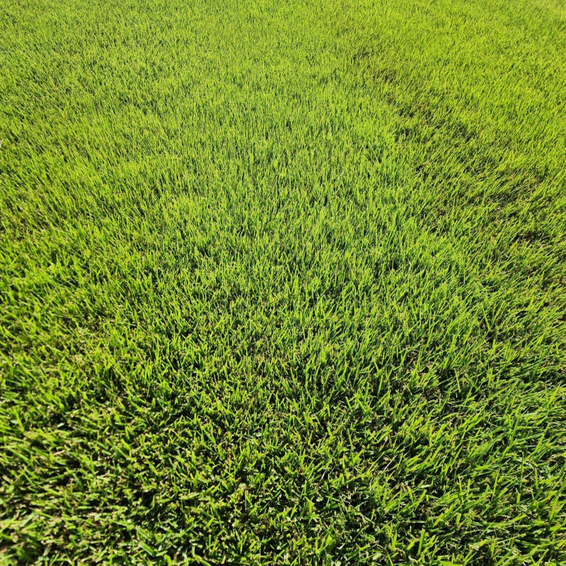 롤잔디(40cmx60cm)-한국잔디(개량종:세녹),㎡당, 재고확인후 납품가능